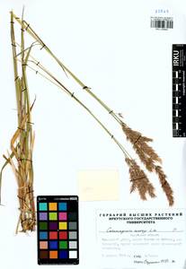 Calamagrostis korotkyi Litv., Siberia, Baikal & Transbaikal region (S4) (Russia)