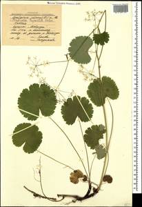 Pimpinella tripartita Kalen., Caucasus, Stavropol Krai, Karachay-Cherkessia & Kabardino-Balkaria (K1b) (Russia)