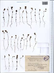 Euphrasia pectinata subsp. pectinata, Caucasus, Azerbaijan (K6) (Azerbaijan)
