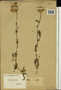 Centaurea orientalis L., Eastern Europe, North Ukrainian region (E11) (Ukraine)