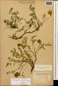 Astragalus frickii Bunge, Caucasus, Stavropol Krai, Karachay-Cherkessia & Kabardino-Balkaria (K1b) (Russia)