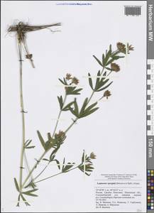 Trifolium lupinaster L., Eastern Europe, Middle Volga region (E8) (Russia)