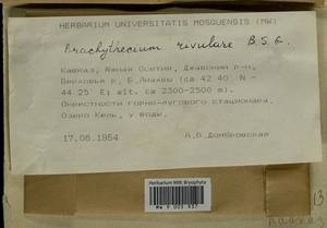 Brachythecium rivulare Schimp., Bryophytes, Bryophytes - Transcaucasia (B13) (South Ossetia)