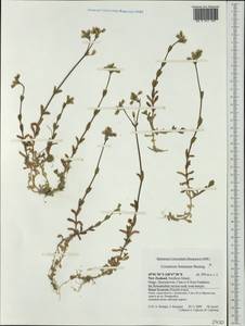 Cerastium fontanum, Australia & Oceania (AUSTR) (New Zealand)