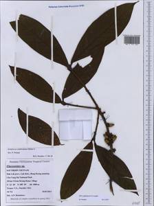 Symplocos cambodiana (Pierre) Hall. fil., South Asia, South Asia (Asia outside ex-Soviet states and Mongolia) (ASIA) (Vietnam)