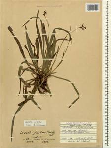 Luzula pilosa (L.) Willd., Caucasus, North Ossetia, Ingushetia & Chechnya (K1c) (Russia)