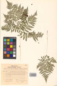 Athyrium spinulosum (Maxim.) Milde, Siberia, Russian Far East (S6) (Russia)