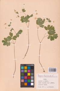 Isopyrum thalictroides L., Eastern Europe, Lithuania (E2a) (Lithuania)