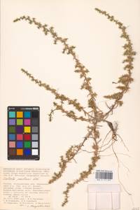 Salsola paulsenii Litv., Eastern Europe, Lower Volga region (E9) (Russia)