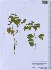 Lathyrus japonicus Willd., Siberia, Russian Far East (S6) (Russia)