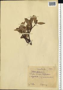 Salix glauca L., Siberia, Altai & Sayany Mountains (S2) (Russia)