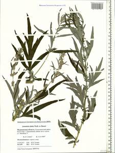 Artemisia dubia Wall. ex Besser, Eastern Europe, Northern region (E1) (Russia)