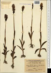 Neotinea tridentata (Scop.) R.M.Bateman, Pridgeon & M.W.Chase, Caucasus, South Ossetia (K4b) (South Ossetia)