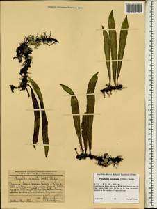 Lepisorus excavatus (Bory ex Willd.) Ching, Africa (AFR) (Ethiopia)