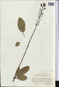 Verbascum phoeniceum L., Middle Asia, Dzungarian Alatau & Tarbagatai (M5) (Kazakhstan)