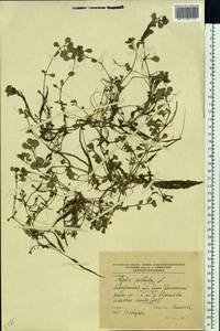 Lythrum portula (L.) D. A. Webb, Eastern Europe, Central region (E4) (Russia)