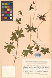 Geranium wlassovianum Fisch. ex Link, Siberia, Russian Far East (S6) (Russia)