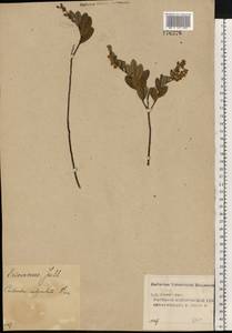 Chamaedaphne calyculata (L.) Moench, Eastern Europe, Volga-Kama region (E7) (Russia)