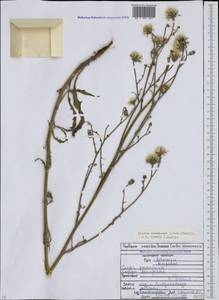Crepis pannonica (Jacq.) C. Koch, Caucasus, North Ossetia, Ingushetia & Chechnya (K1c) (Russia)
