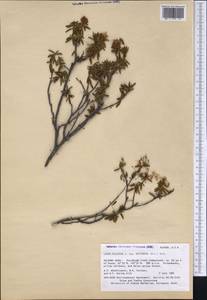 Rhododendron tomentosum (Stokes) Harmaja, America (AMER) (United States)