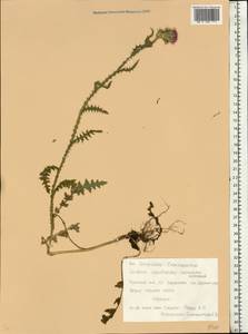 Carduus acanthoides L., Eastern Europe, Belarus (E3a) (Belarus)