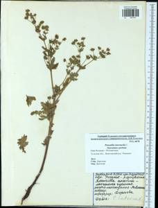 Potentilla intermedia L., Eastern Europe, Central region (E4) (Russia)