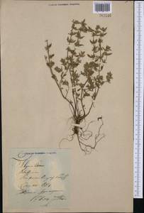 Clinopodium acinos (L.) Kuntze, Western Europe (EUR)