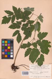 Actaea spicata L., Eastern Europe (no precise locality) (E0)