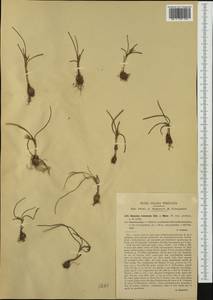 Romulea columnae Sebast. & Mauri, Western Europe (EUR) (Italy)