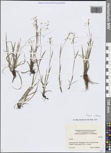 Luzula rufescens Fisch. ex E.Mey., Siberia, Russian Far East (S6) (Russia)