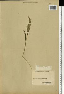 Echinochloa crus-galli (L.) P.Beauv., Eastern Europe, Western region (E3) (Russia)