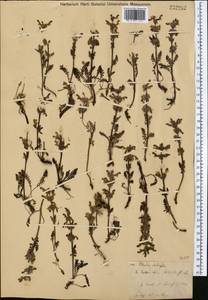 Pedicularis abrotanifolia M. Bieb. ex Steven, Middle Asia, Dzungarian Alatau & Tarbagatai (M5) (Kazakhstan)