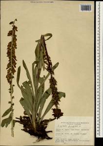 Digitalis ferruginea L., South Asia, South Asia (Asia outside ex-Soviet states and Mongolia) (ASIA) (Turkey)