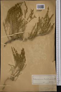 Halocnemum strobilaceum (Pall.) M. Bieb., Middle Asia, Muyunkumy, Balkhash & Betpak-Dala (M9) (Kazakhstan)