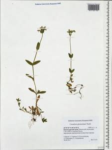Cerastium glomeratum Thuill., Caucasus, Krasnodar Krai & Adygea (K1a) (Russia)