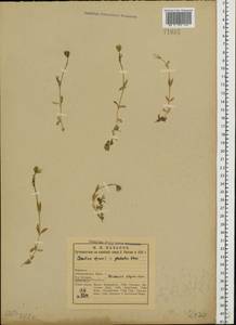 Cerastium alpinum L., Eastern Europe, Northern region (E1) (Russia)