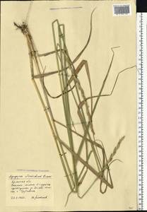 Thinopyrum intermedium (Host) Barkworth & D.R.Dewey, Eastern Europe, Western region (E3) (Russia)