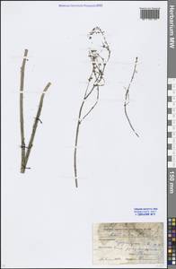 Rumex acetosa L., Eastern Europe, Moscow region (E4a) (Russia)