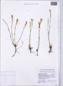 Dianthus crinitus subsp. tetralepis (Nevski) Rech. fil., Middle Asia, Western Tian Shan & Karatau (M3) (Kyrgyzstan)