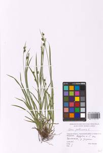 Carex pallescens L., Eastern Europe, North-Western region (E2) (Russia)