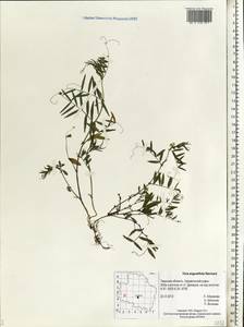 Vicia sativa subsp. nigra (L.)Ehrh., Eastern Europe, North-Western region (E2) (Russia)