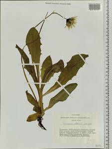 Taraxacum ceratophorum (Ledeb.) DC., Siberia, Altai & Sayany Mountains (S2) (Russia)