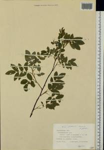 Rosa glabrifolia C. A. Mey. ex Rupr., Eastern Europe, Middle Volga region (E8) (Russia)