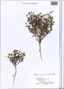 Lappula spinocarpos (Forssk.) Asch., Middle Asia, Caspian Ustyurt & Northern Aralia (M8) (Kazakhstan)