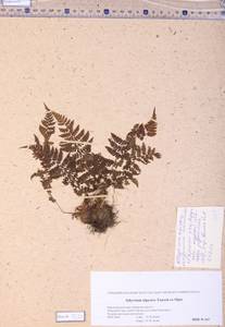 Pseudathyrium alpestre subsp. alpestre, Siberia, Altai & Sayany Mountains (S2) (Russia)