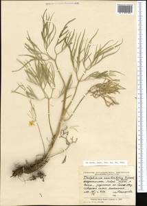 Delphinium semibarbatum Bien. ex Boiss., Middle Asia, Pamir & Pamiro-Alai (M2) (Tajikistan)