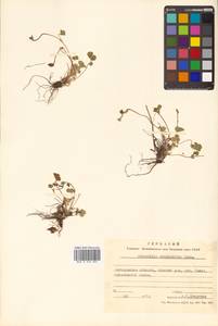 Potentilla stolonifera Lehm. ex Ledeb., Siberia, Chukotka & Kamchatka (S7) (Russia)