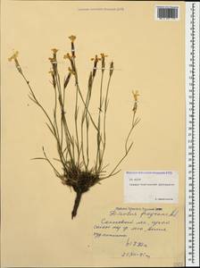 Dianthus fragrans Bieb., Caucasus, North Ossetia, Ingushetia & Chechnya (K1c) (Russia)