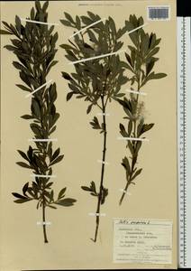 Salix purpurea L., Eastern Europe, West Ukrainian region (E13) (Ukraine)