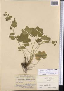 Alchemilla altaica Juz., Eastern Europe, Eastern region (E10) (Russia)